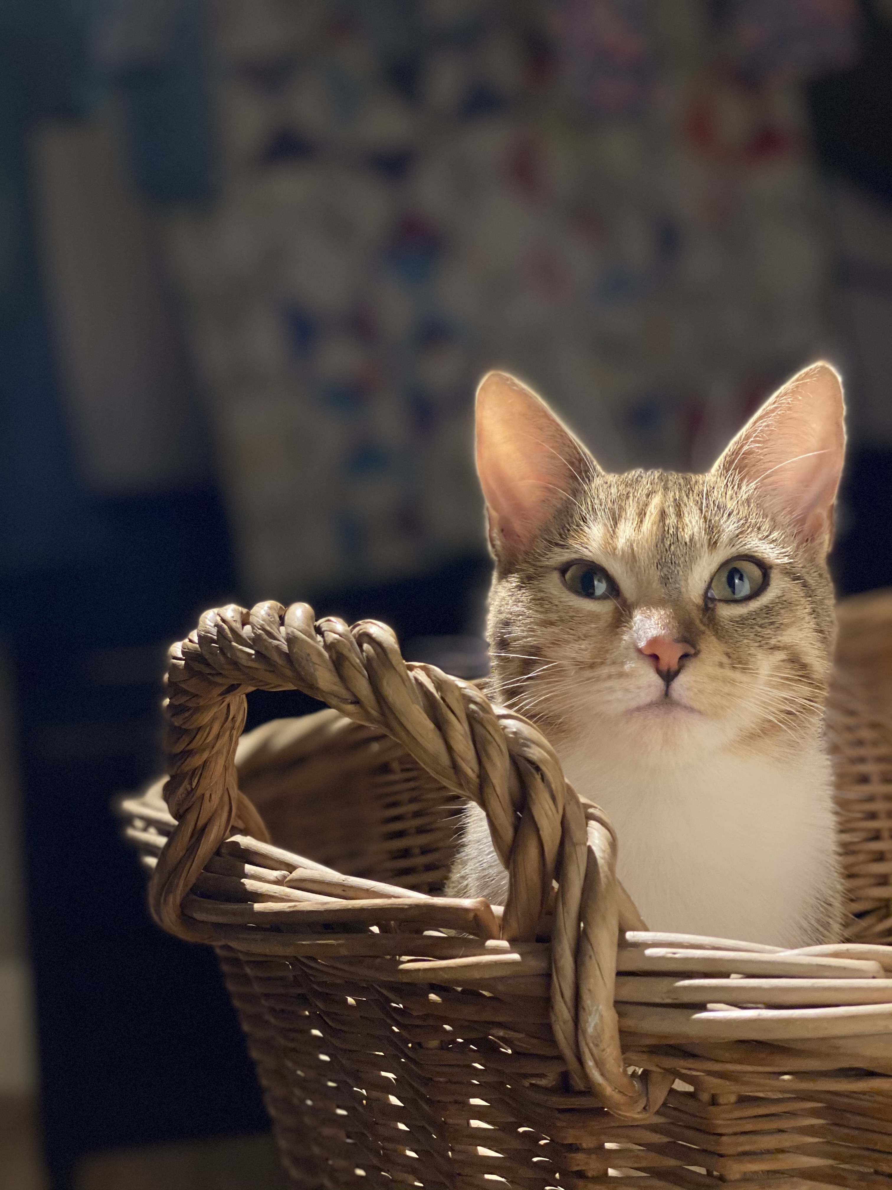 Katze 4