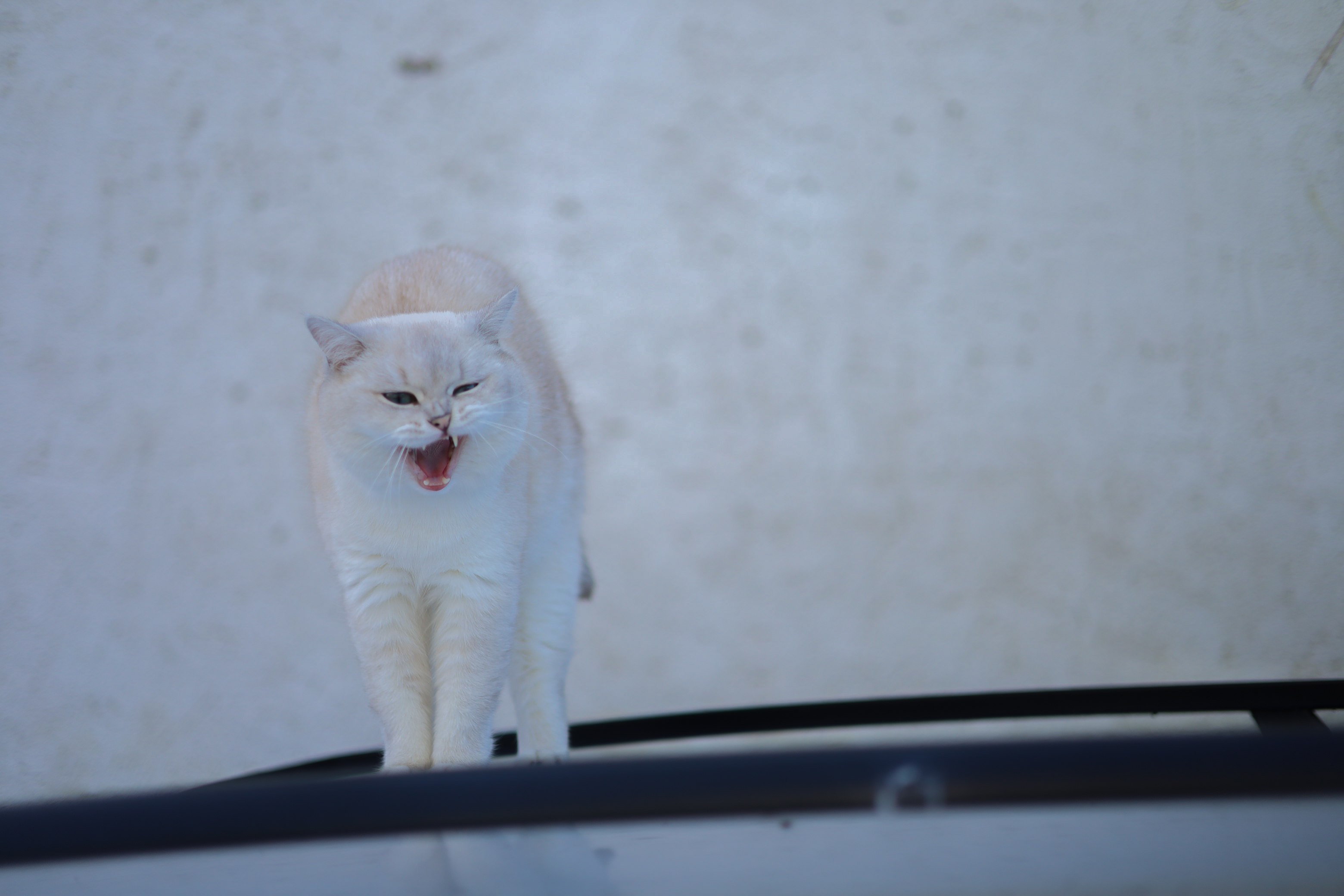 Katze 1