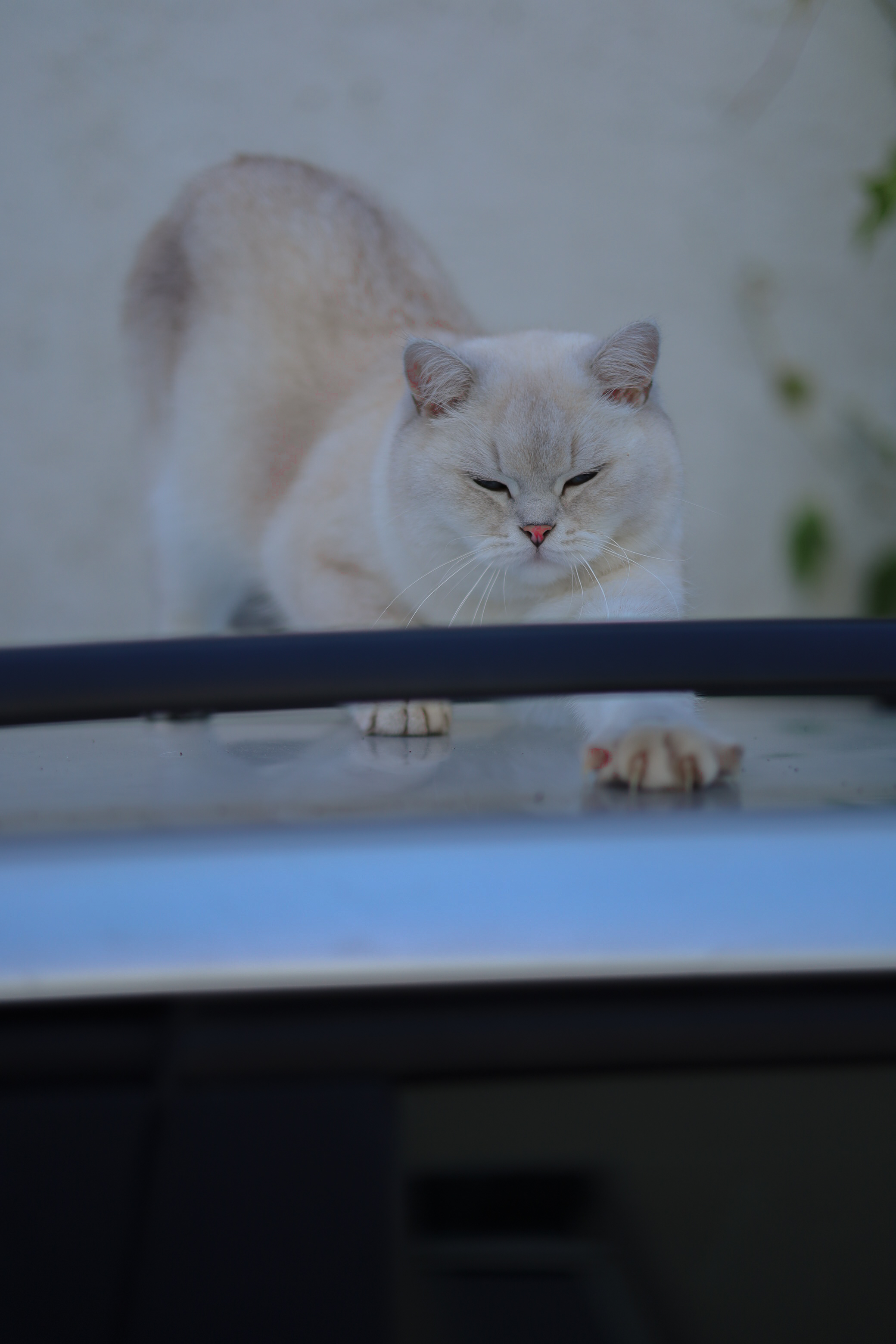 Katze 9