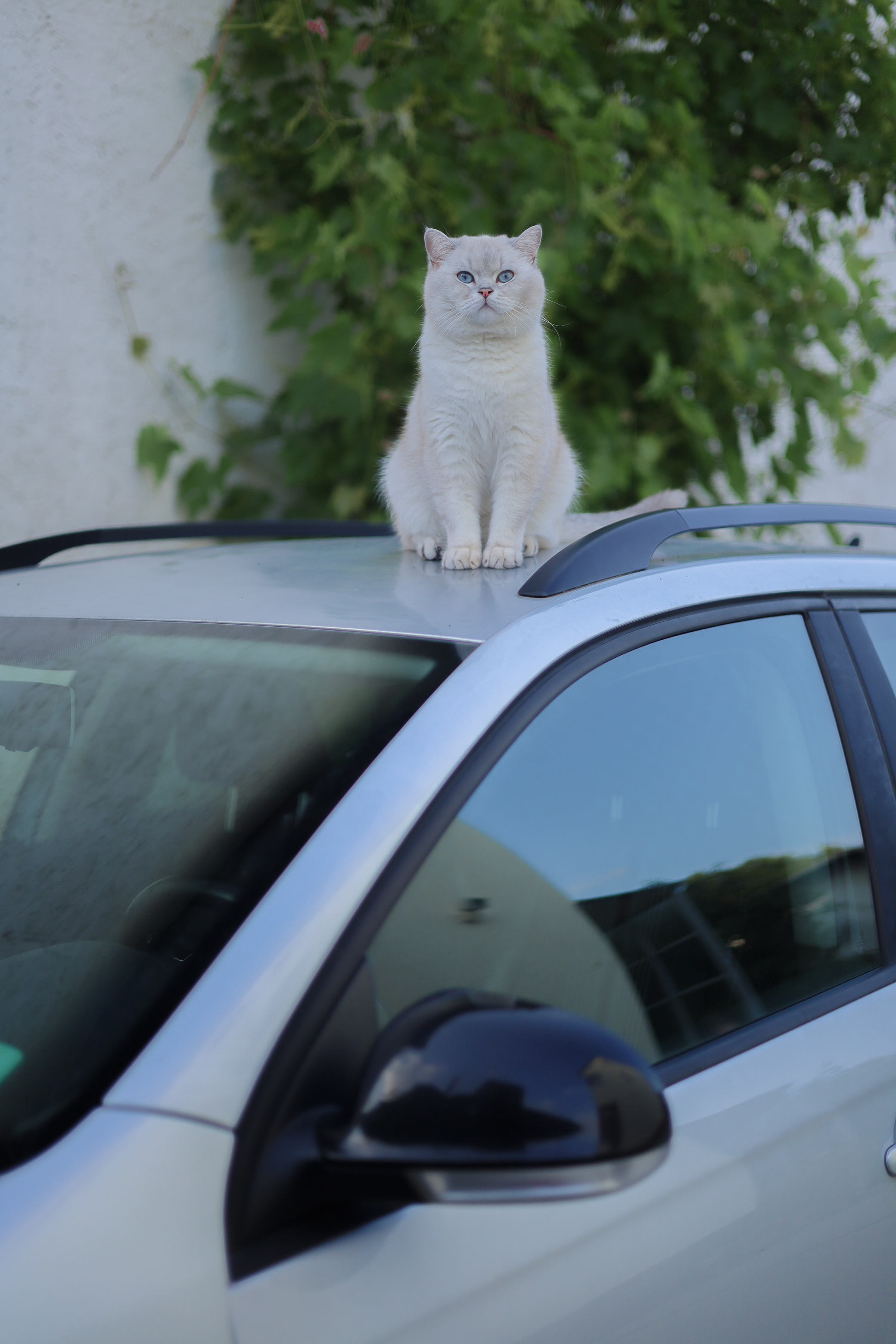 Katze 8