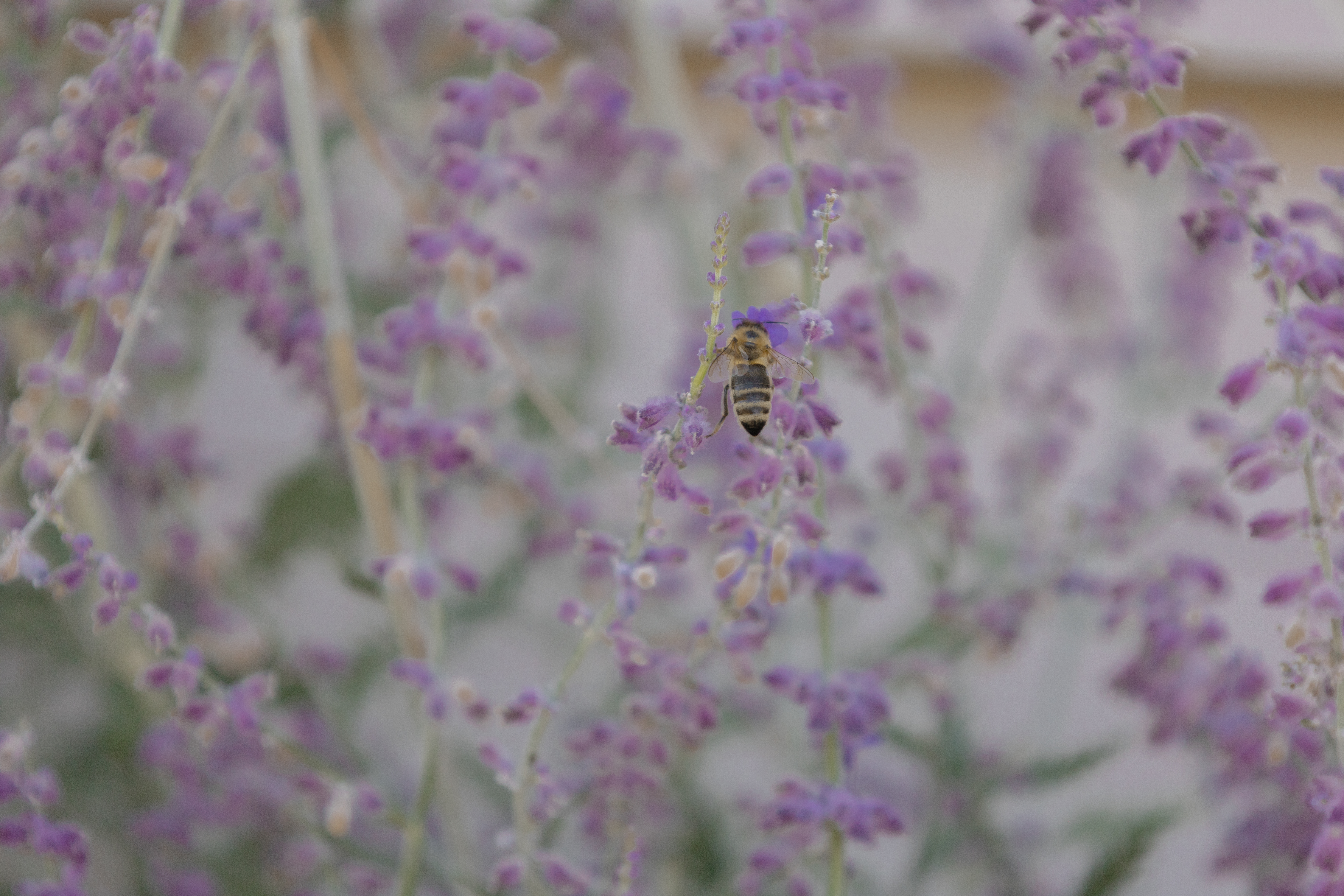 Bienchen und die Blümchen