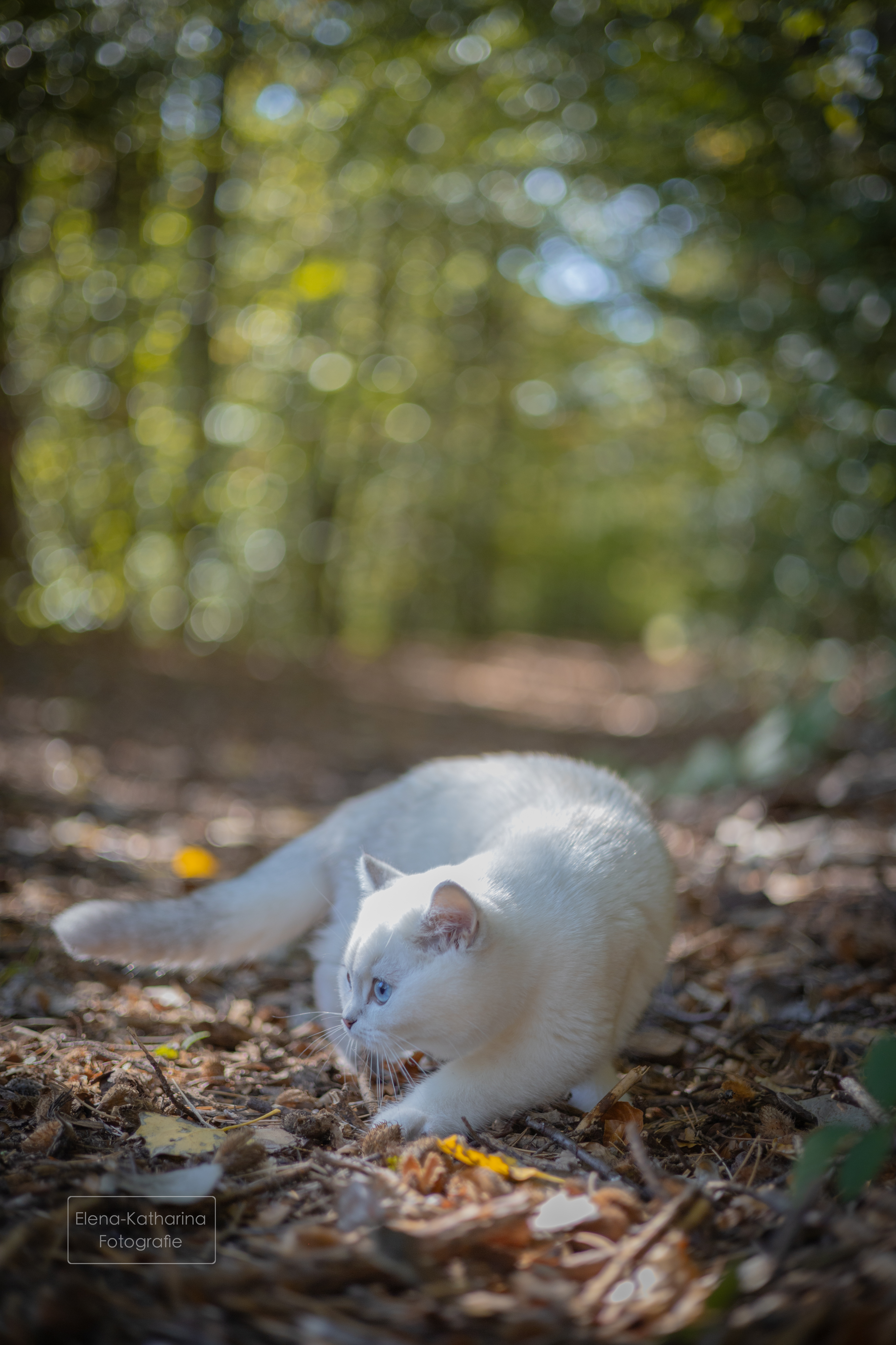 Katze 6