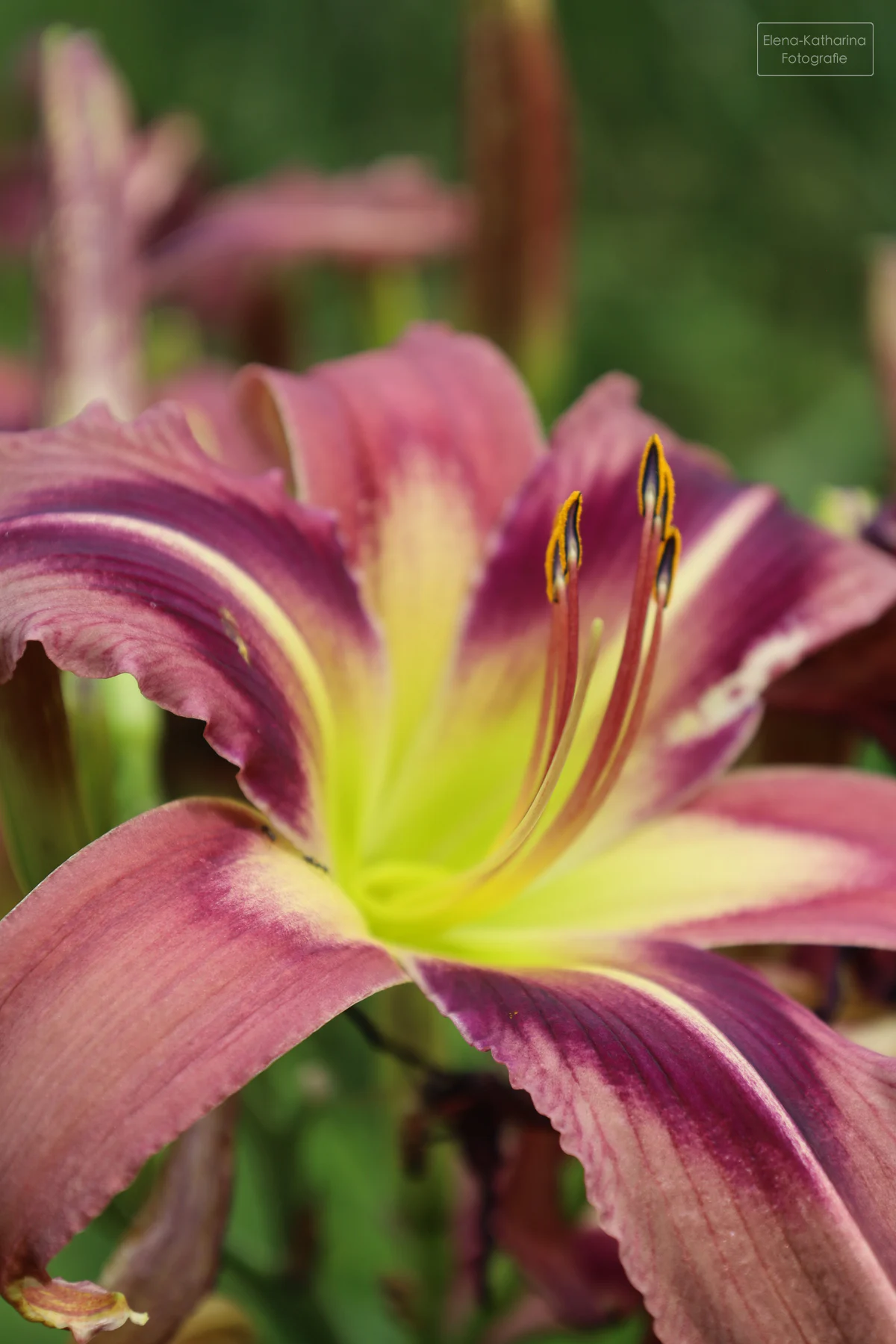 Makroaufnahme einer Lilienblüte im Hochformat