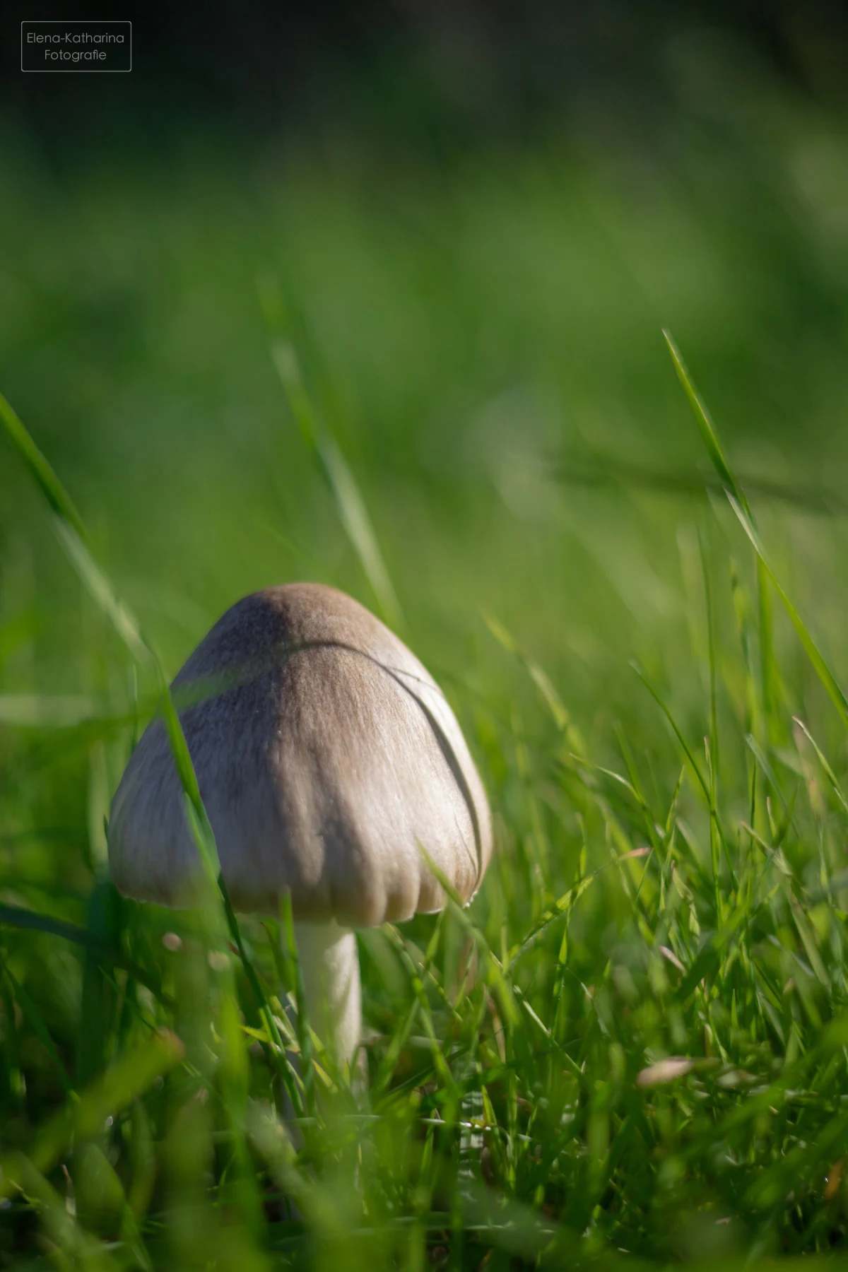 Pflanzenstruktur im natürlichen Licht