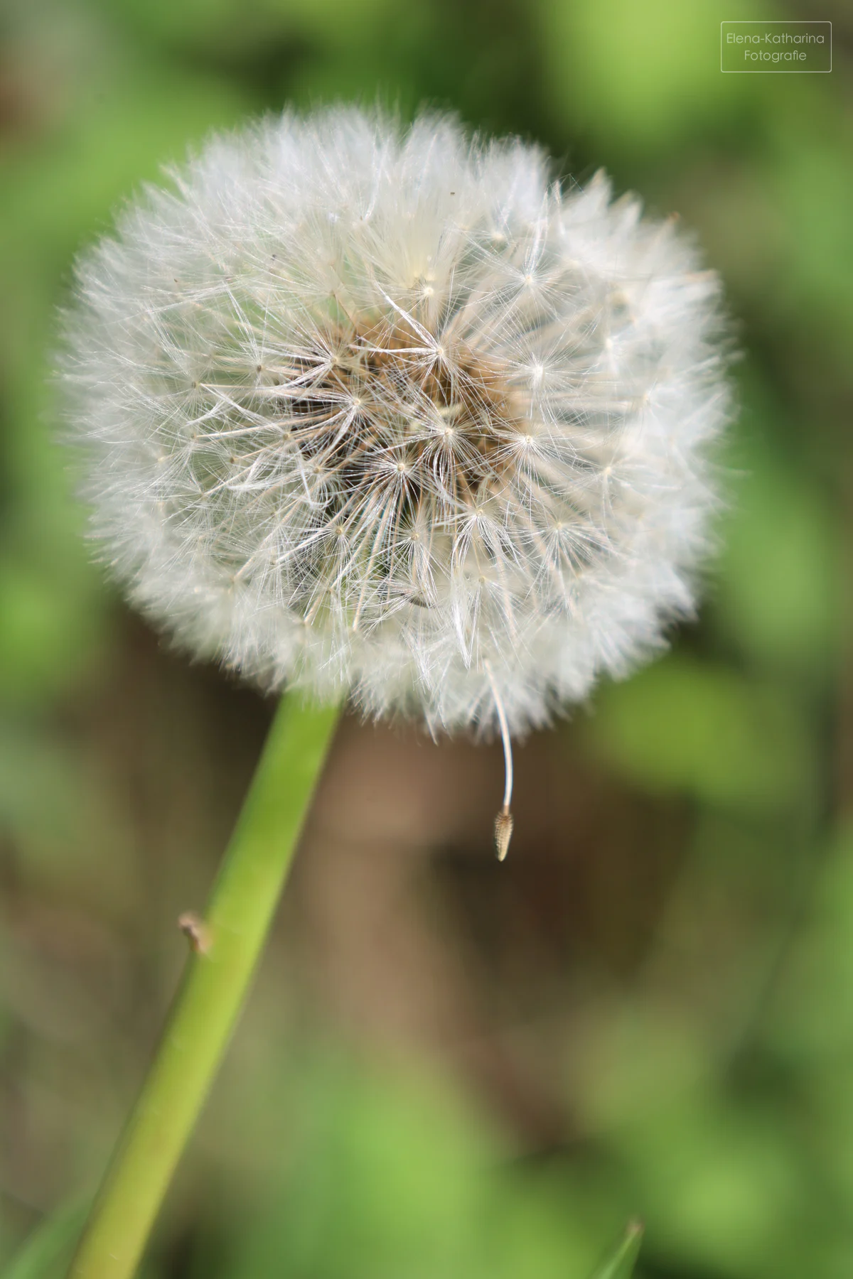 Pusteblume im Hochformat