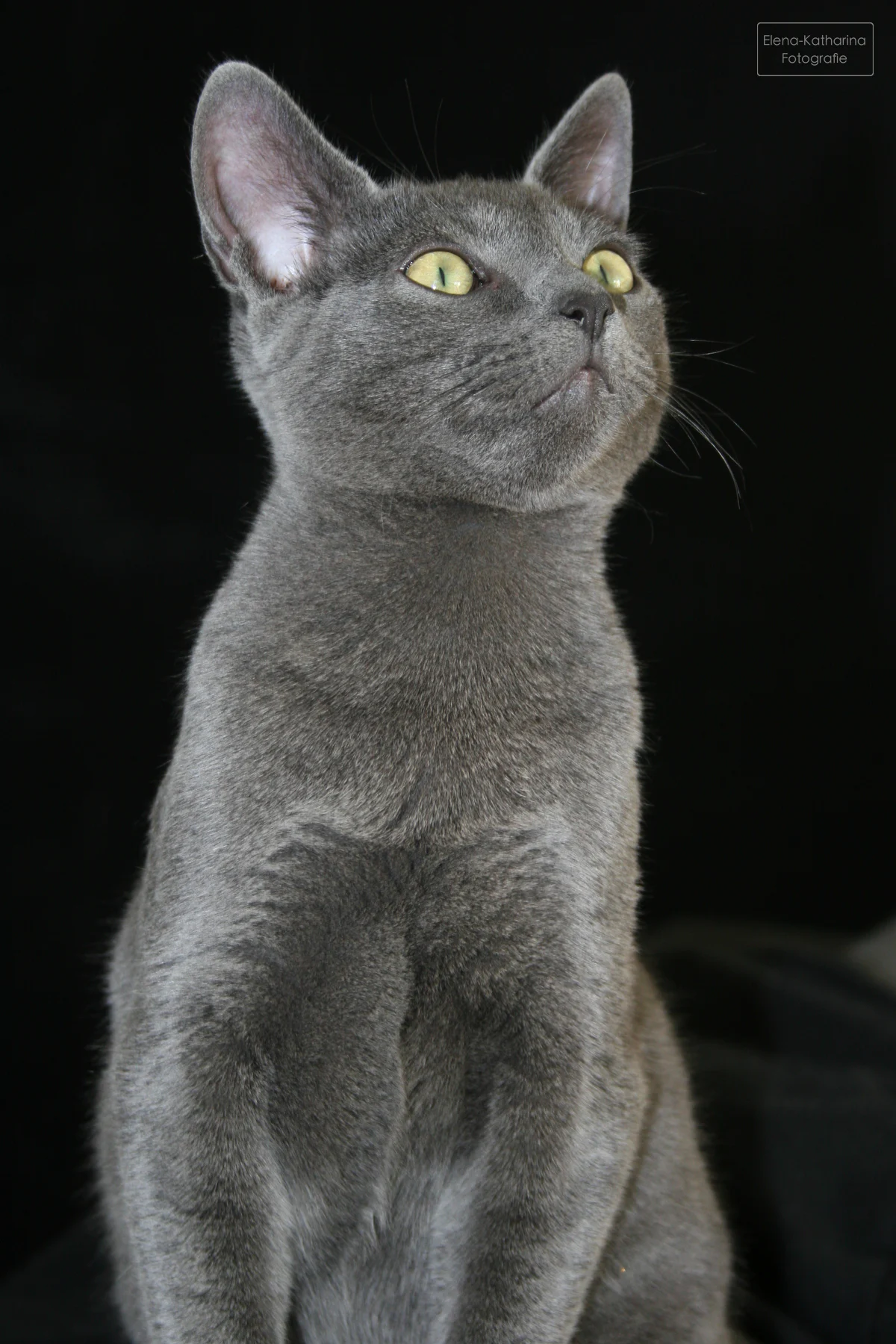 Russisch-Blue-Kater im Hochformat