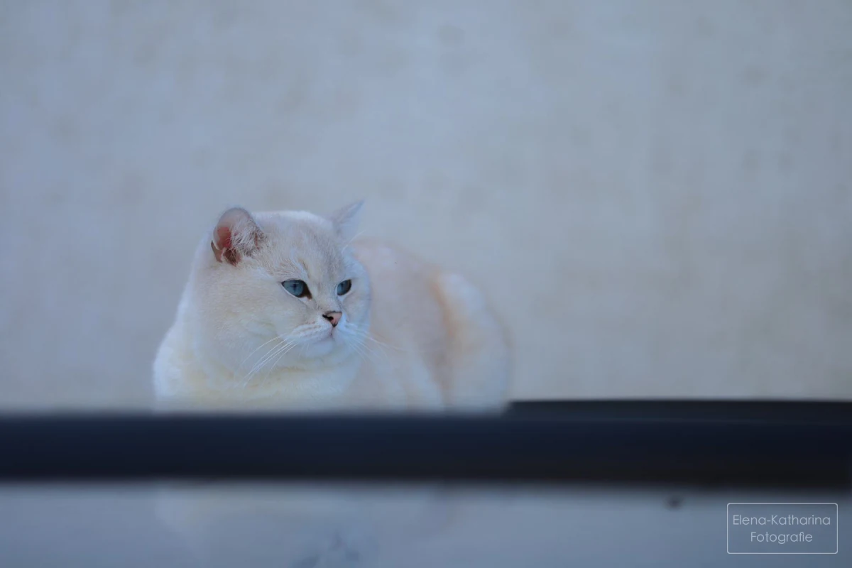 Weiße Katze mit blauen Augen in ruhiger, heller Umgebung