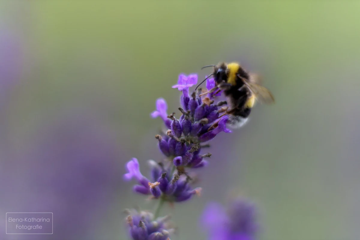 Künstlerische Naturfotografie