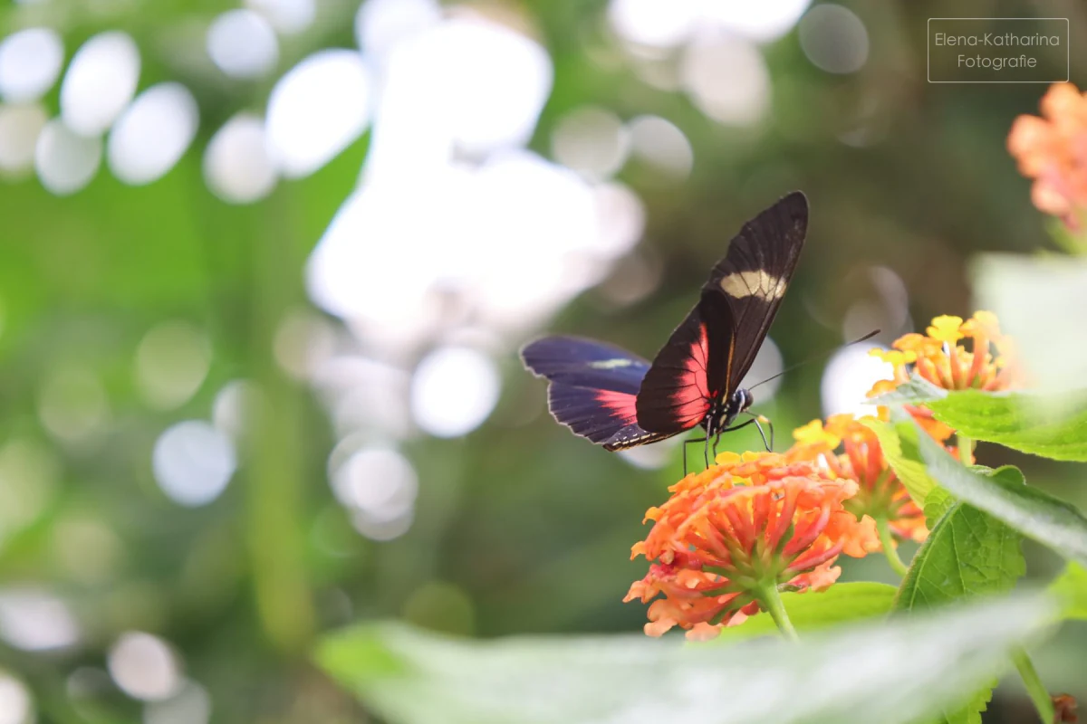 Schwarz-roter Schmetterling auf orangefarbenen Blüten