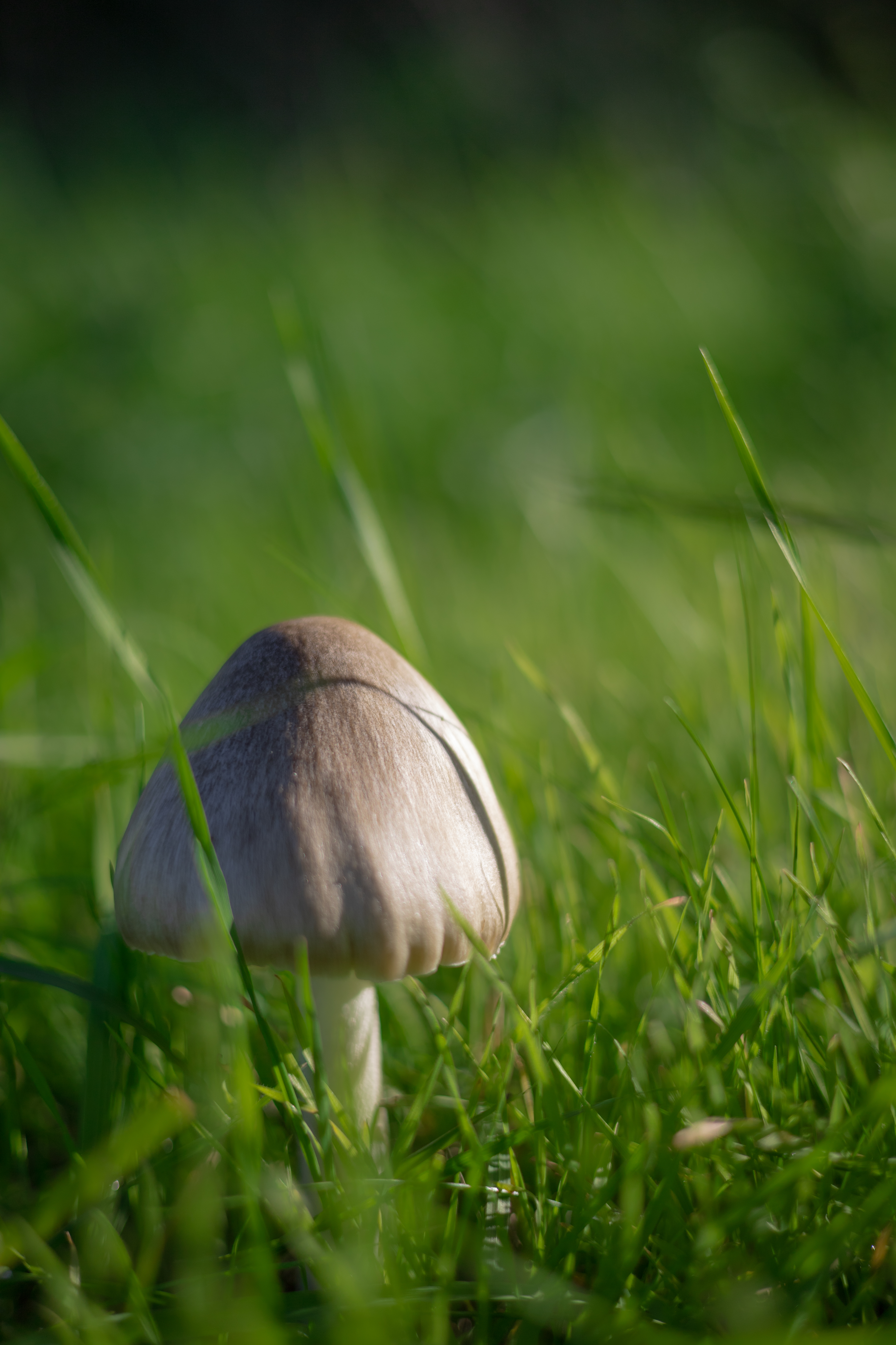 Feine Pflanzenstruktur im natürlichen Licht