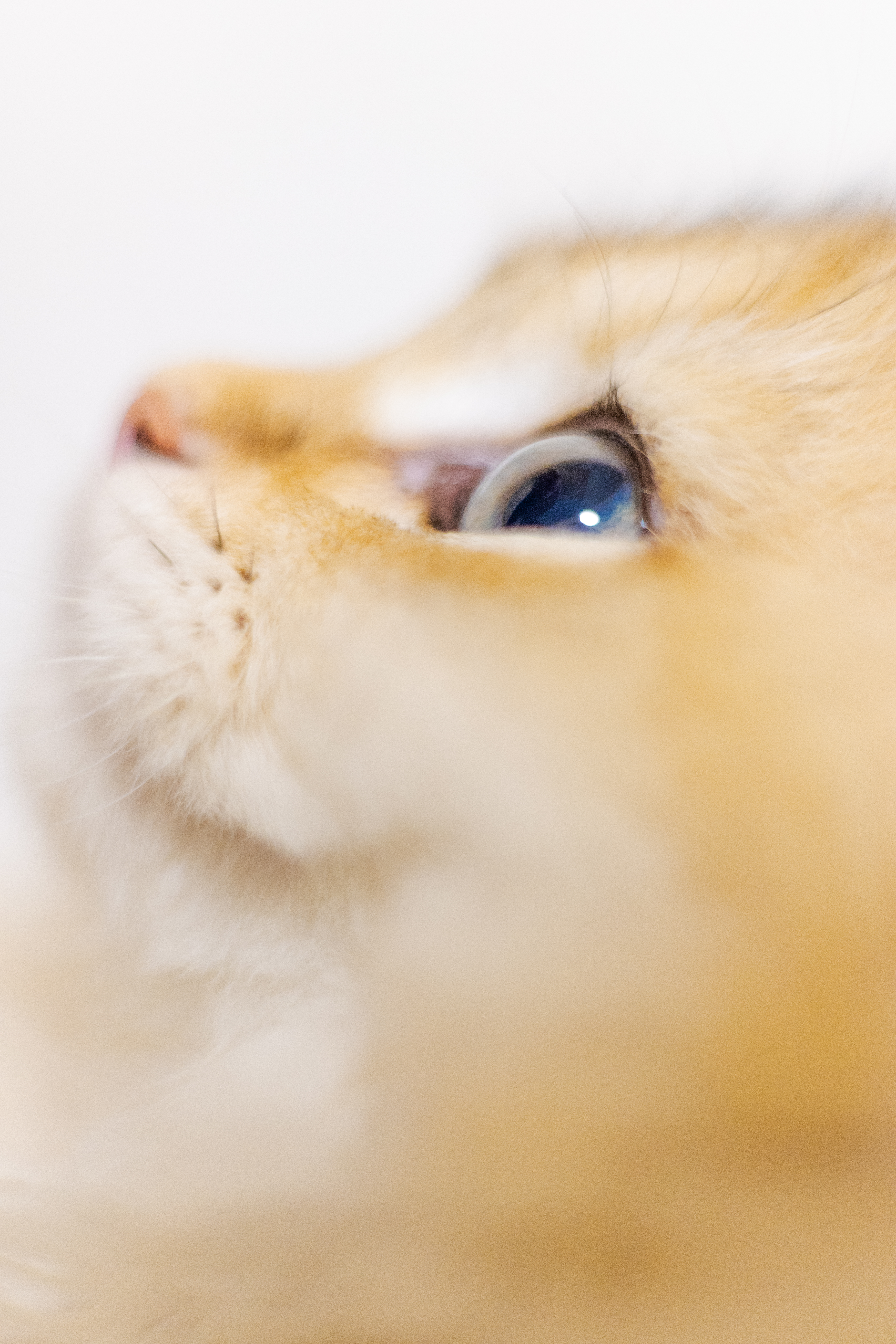 Tierportrait mit ruhigem Ausdruck