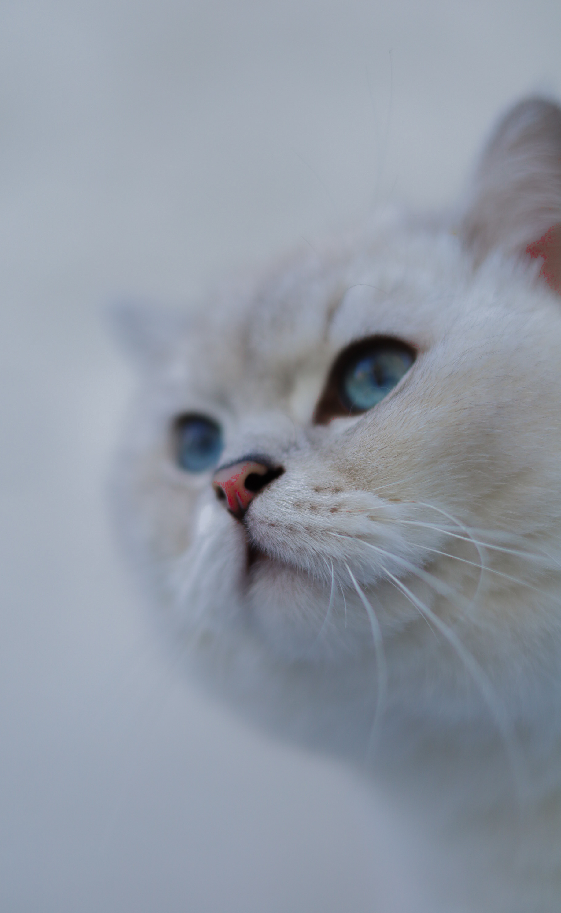 Tierische Begegnung in natürlicher Umgebung