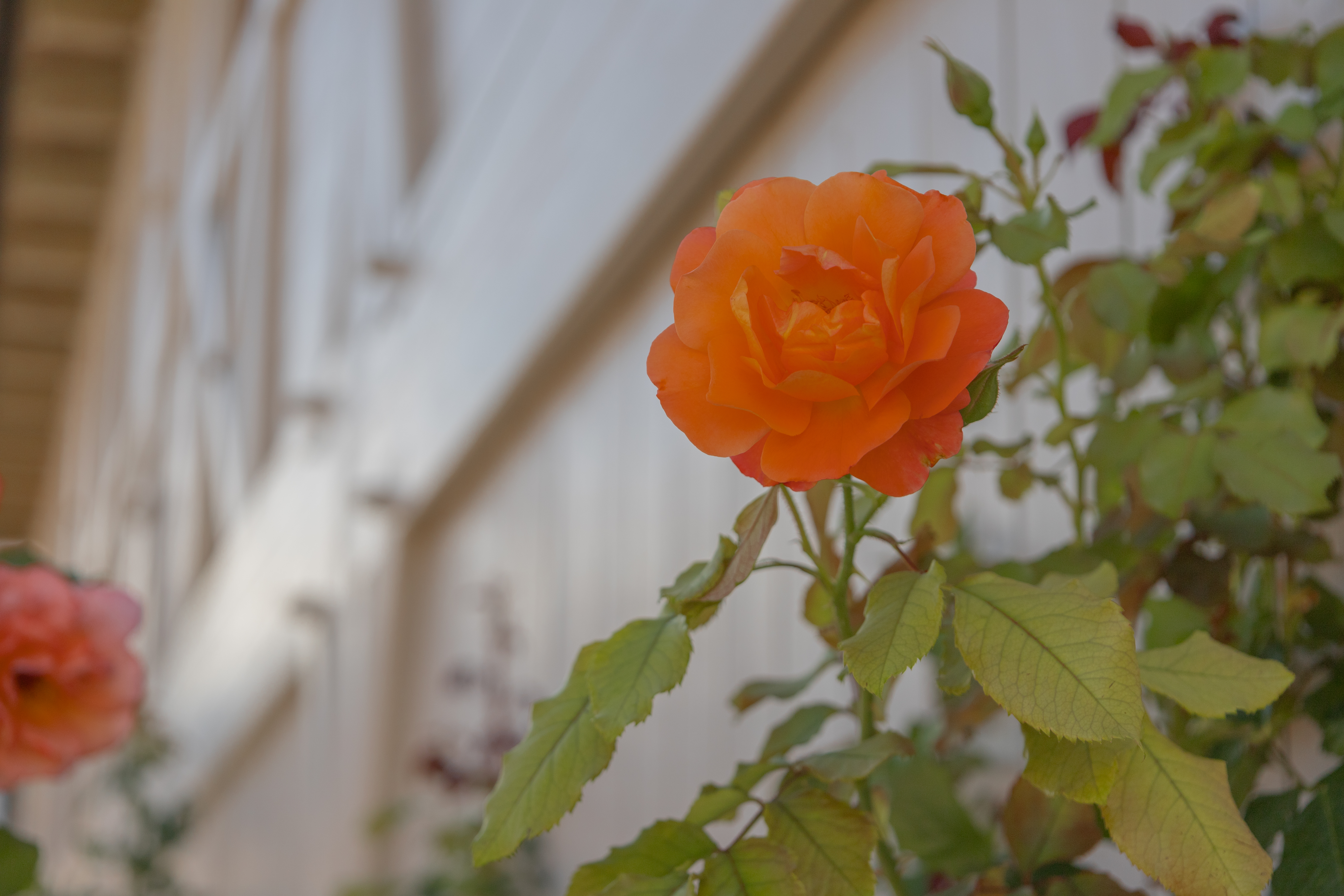 Feine Naturdetails mit weichem Fokus