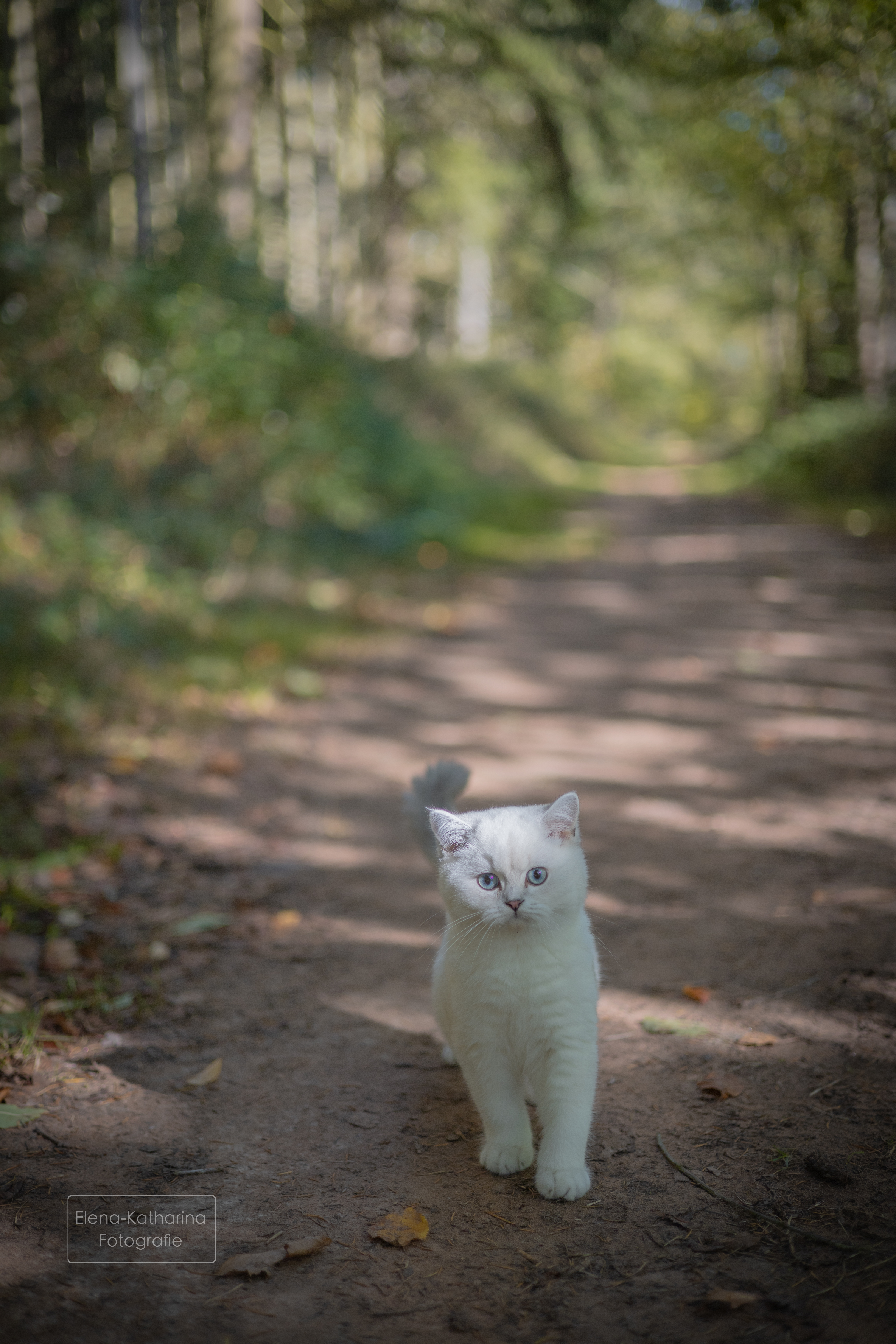 Natürliche Komposition mit ruhigem Look