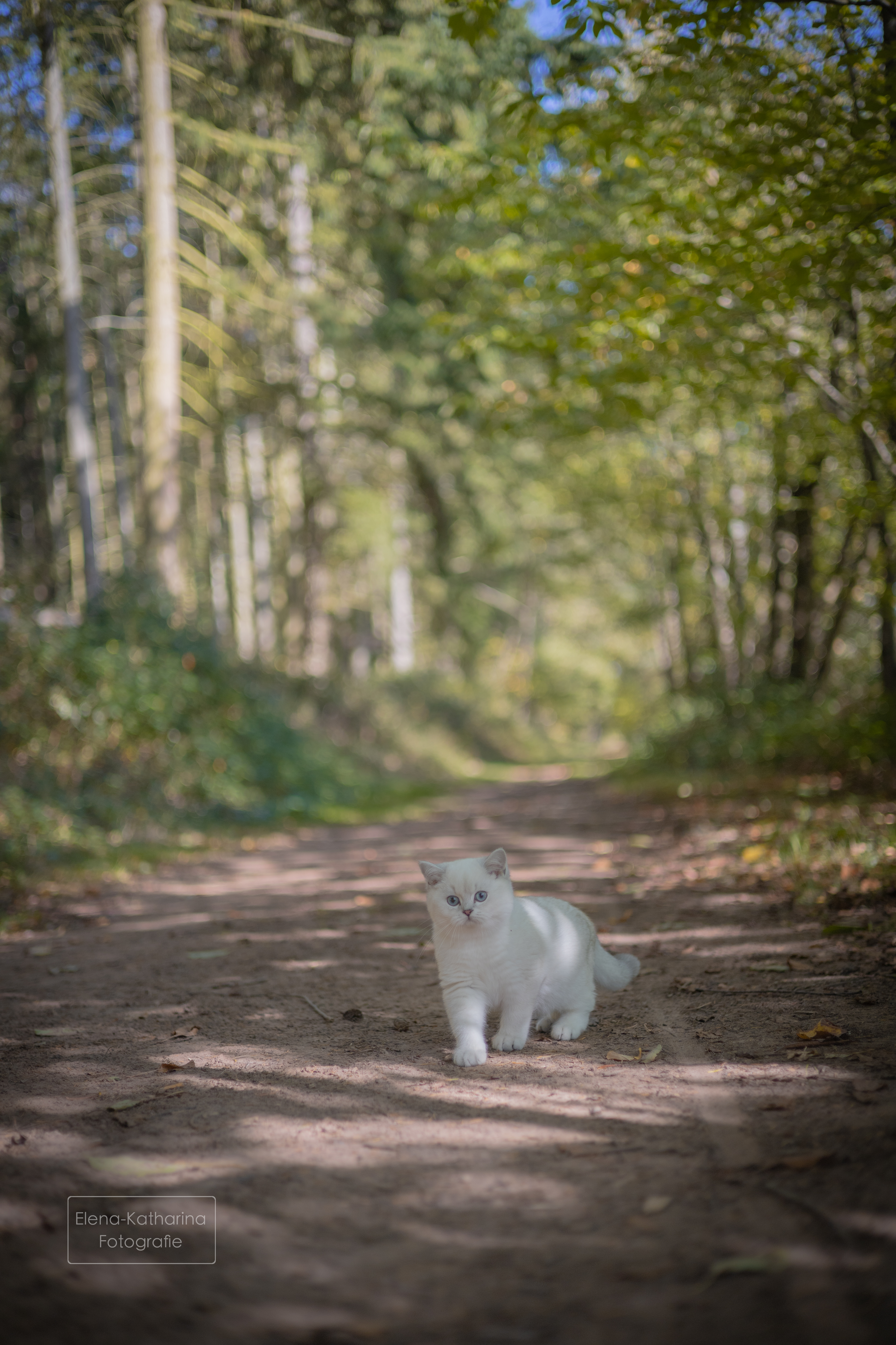 Waldszene mit Tiefe und Struktur
