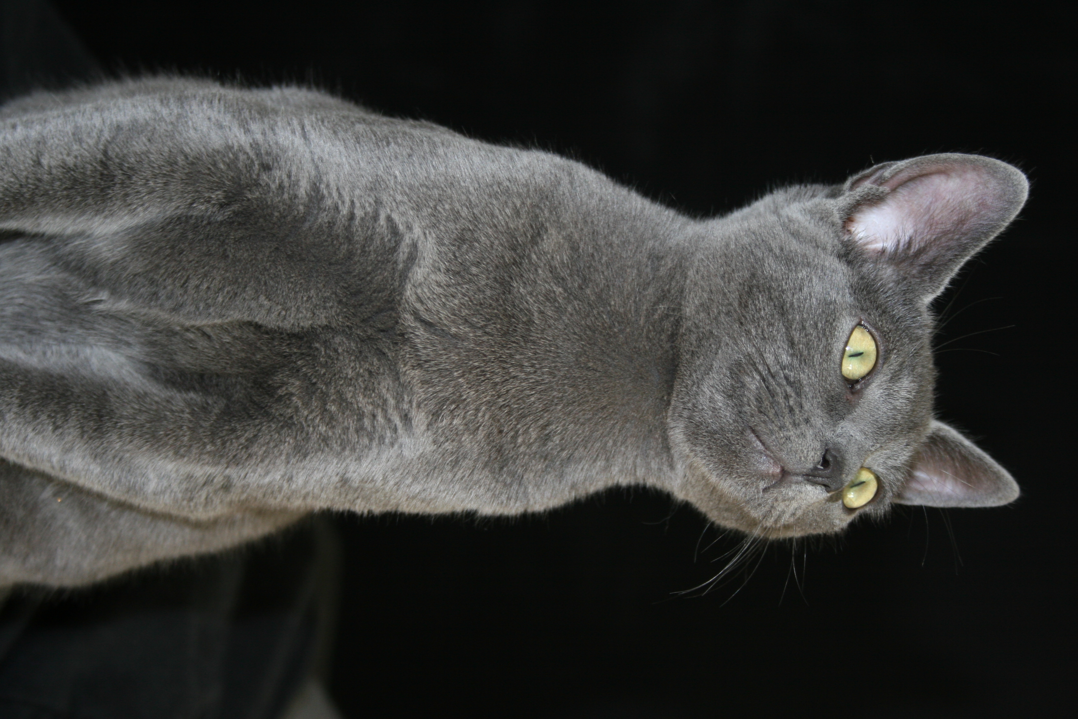 Tierportrait mit klarer Silhouette