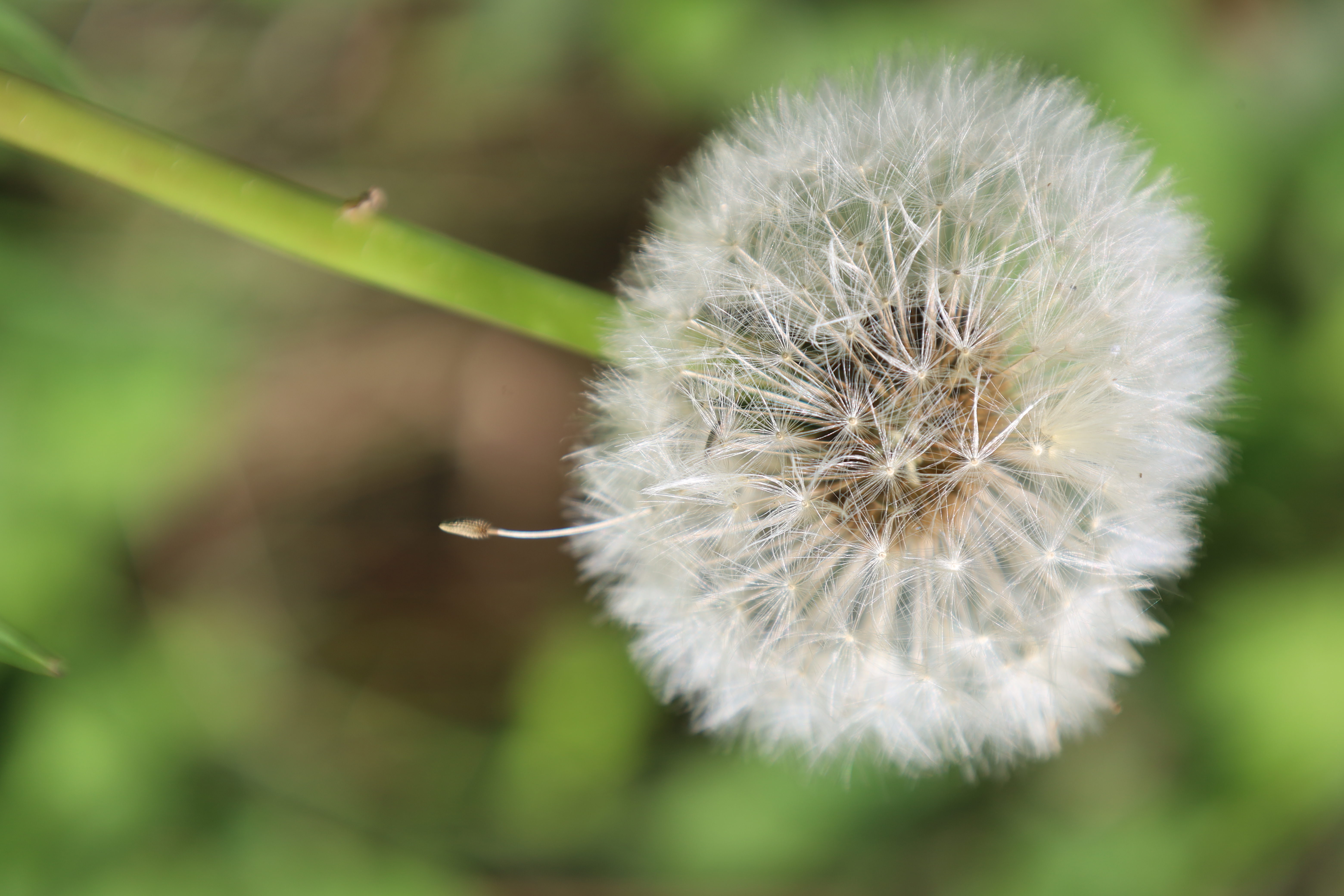 Makroaufnahme mit sanften Übergängen