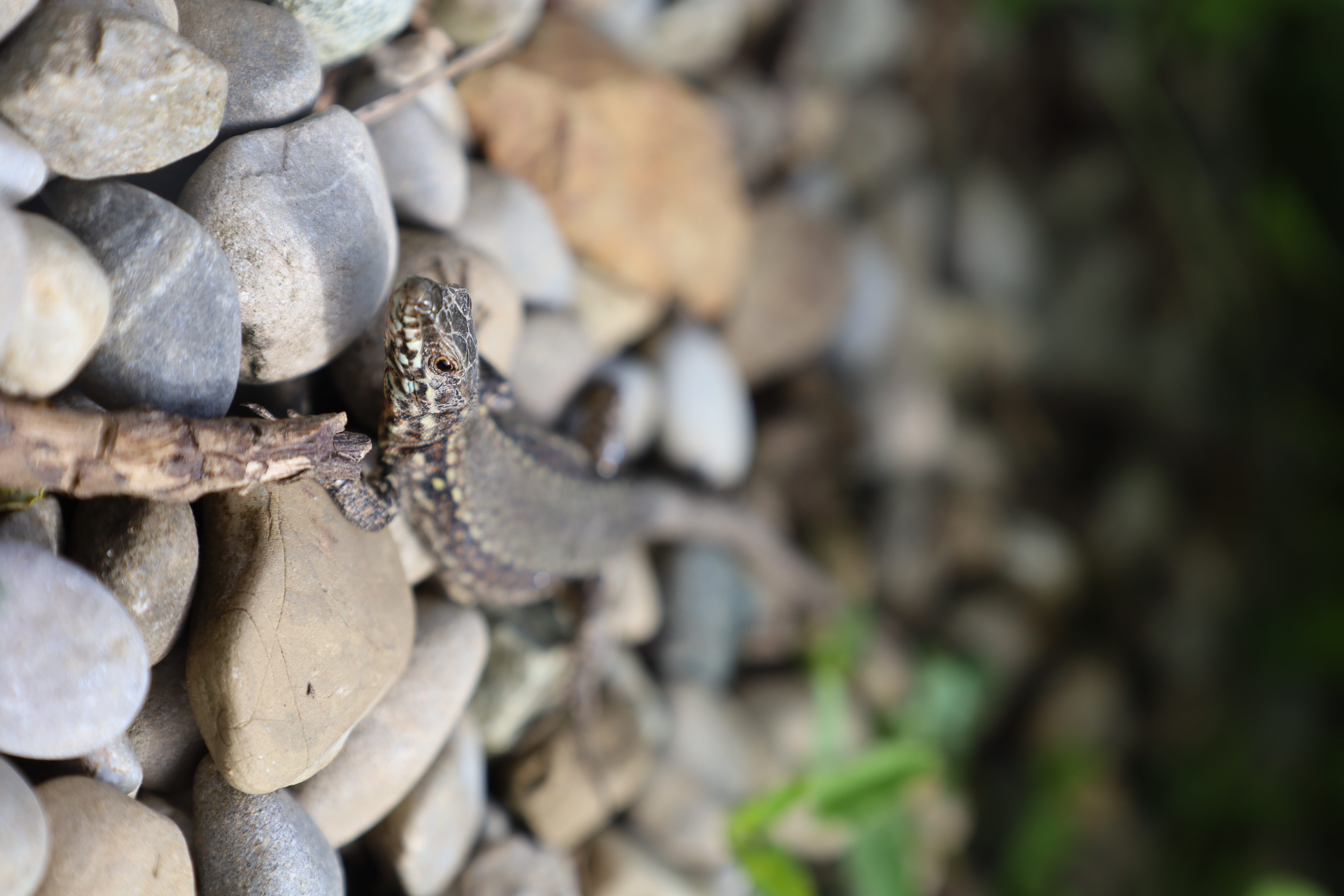 Stimmungsvolle Naturaufnahme mit Struktur