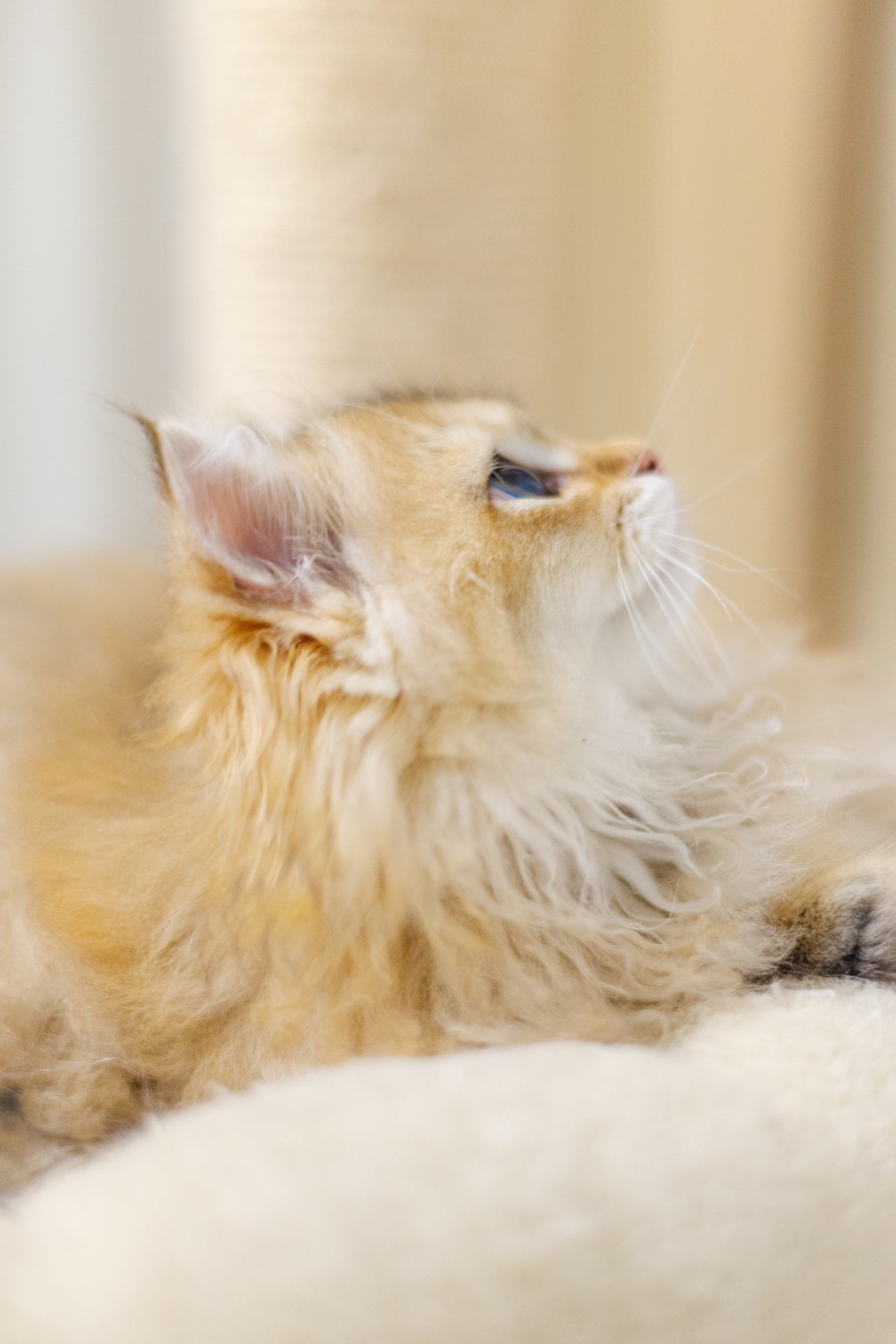 Natürliches Tierportrait mit warmem Licht