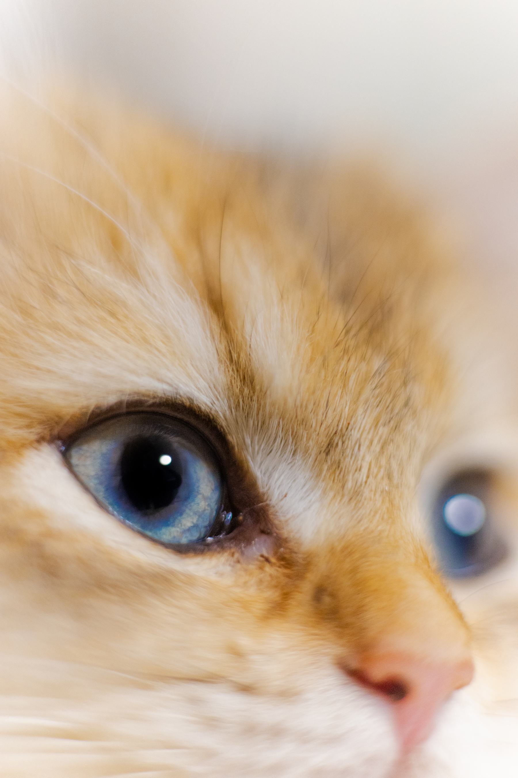 Detailaufnahme eines Tieres mit Fokus auf die Augen
