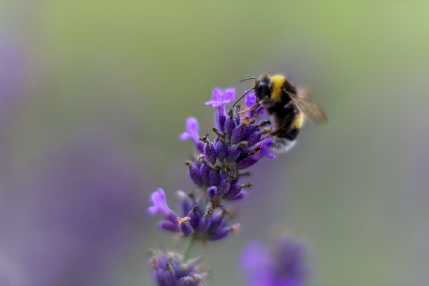 Atmosphärische Naturaufnahme mit sanften Farben