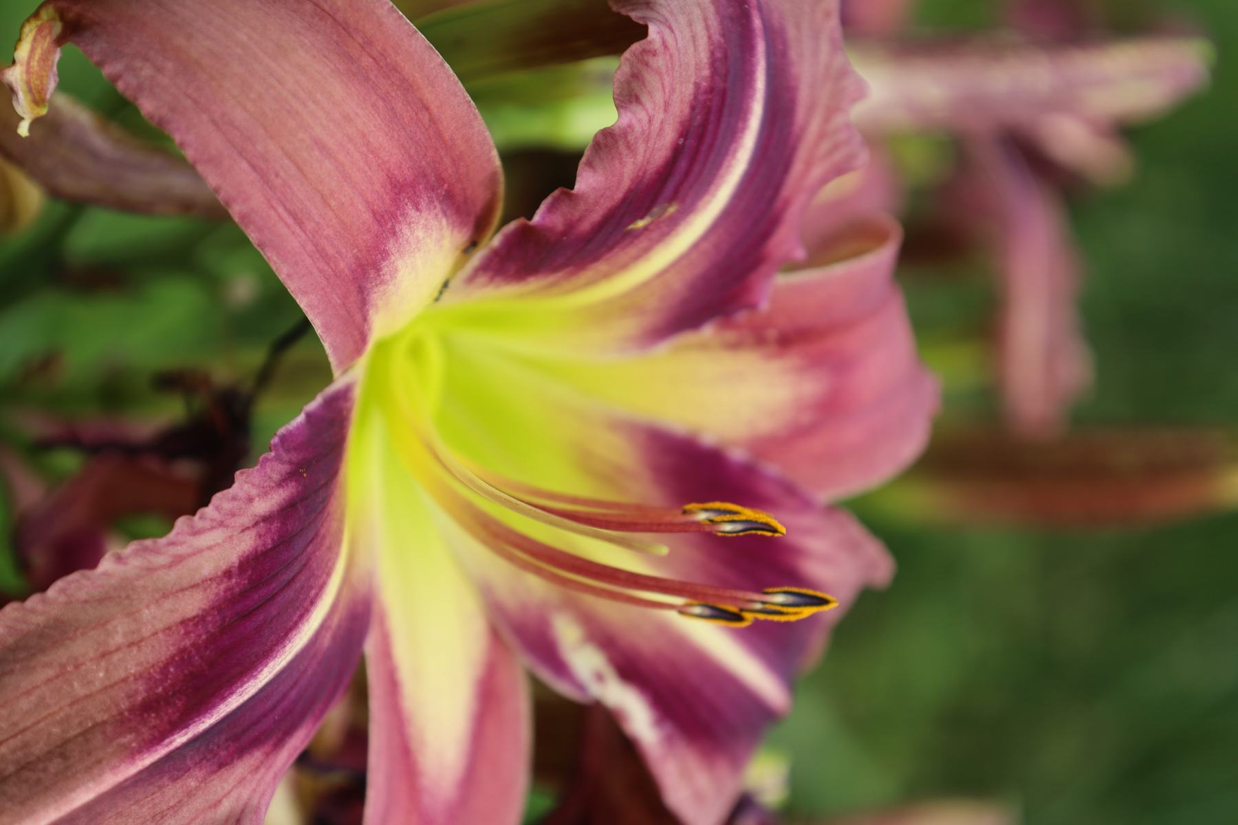 Makrofotografie einer Blüte mit feinen Details