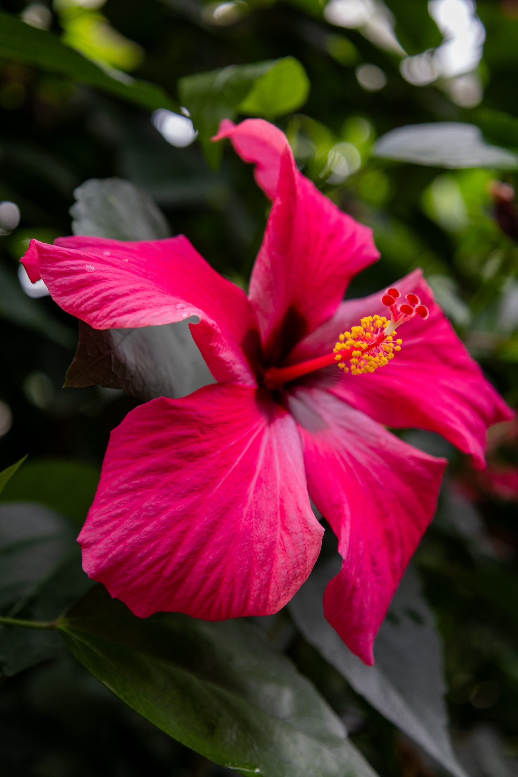 Detailreiche Makroaufnahme einer farbigen Blüte